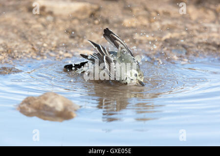 Bachstelze (Motacilla Alba) in der Natur. Russland. Stockfoto