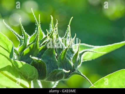 Natürliche Umwelt-Image. Grün geschlossen Sonnenblume Knospe Brand durch Sonnenlicht in der Nähe, mit grünem Hintergrund von anderen Pflanzen. Stockfoto