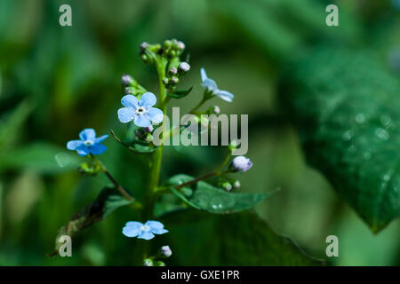 Botanischer Garten Pflanzen Natur Bild: Vergissmeinnicht (Myosotis, Boraginaceae, Cynoglossum) Blüten mit Regen Tropfen (Tau) Closeup Stockfoto