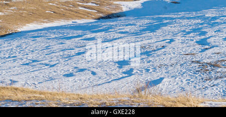 Winter-abstrakt strukturierten Hintergrund / Hintergrund: Berg Abstieg mit Schnee bedeckt und alten trockenen Rasen. Stockfoto