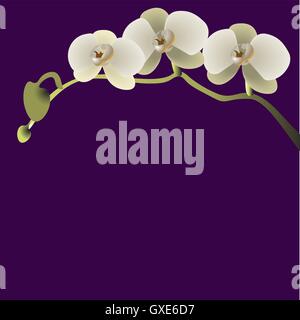 Vektor-Illustration ein Zweig mit drei Blumen Orchideen Stock Vektor
