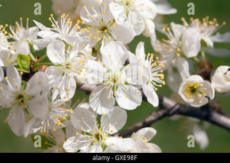 PFLAUMENBAUM blühen im Frühling im Garten Stockfoto