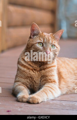 Männliche orange Katze liegend auf der Veranda des Blockhauses. Stockfoto