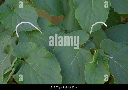 Hoja Santa (Piper Auritum oder Piper Sanctum) Stockfoto