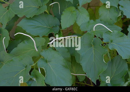 Hoja Santa (Piper Auritum oder Piper Sanctum) Stockfoto