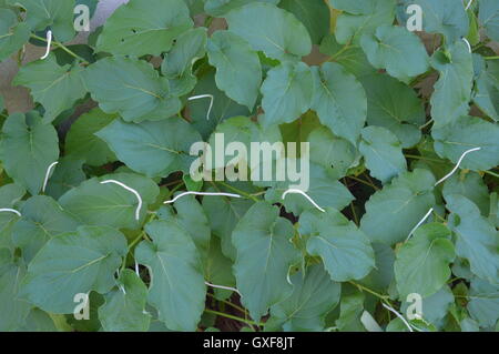 Hoja Santa (Piper Auritum oder Piper Sanctum) Stockfoto