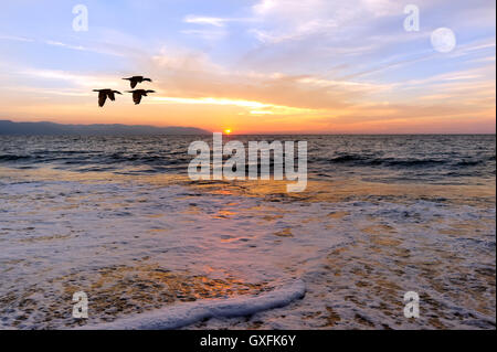 Sonnenuntergang Meer Vögel ist drei Silhouette Vögel fliegen über den Ozean, wie die Sonne am Horizont untergeht und der Vollmond in th steigt Stockfoto