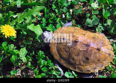 Die Bauche Slider (ist Scripta Scripta) ist ein Land und Wasser Schildkröte aus der Familie Emydidae. Diese Unterart der Teich Regler stammt aus dem Südosten der Vereinigten Staaten, speziell von Florida bis südöstlichen Virginia und ist die häufigste Schildkrötenart in seinem Sortiment. Es ist in einer Vielzahl von Lebensräumen, einschließlich langsam fließenden Flüssen, Auen Sümpfe, Sümpfe, saisonalen Feuchtgebieten und permanente Teiche gefunden. Bauche Schieber sind beliebt als Haustiere. Stockfoto