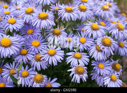 blühende Alpine lila Astern im Garten. Close-up Stockfoto