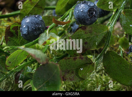 Heidelbeeren-Nahaufnahme mit Wasser tropft auf die Beeren nach Regen. Stockfoto