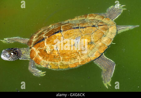Die Bauche Slider (ist Scripta Scripta) ist ein Land und Wasser Schildkröte aus der Familie Emydidae. Diese Unterart der Teich Regler stammt aus dem Südosten der Vereinigten Staaten, speziell von Florida bis südöstlichen Virginia und ist die häufigste Schildkrötenart in seinem Sortiment. Es ist in einer Vielzahl von Lebensräumen, einschließlich langsam fließenden Flüssen, Auen Sümpfe, Sümpfe, saisonalen Feuchtgebieten und permanente Teiche gefunden. Bauche Schieber sind beliebt als Haustiere. Stockfoto