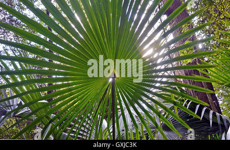 Hinterleuchtete fächerförmige Baum Palm Kohlblätter (Livistona Australis) im Regenwald von der Royal National Park, New-South.Wales, Au Stockfoto