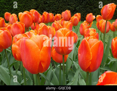 Orange Tulpen im Frühling Dusche im Keukenhof Garden, Niederlande Stockfoto