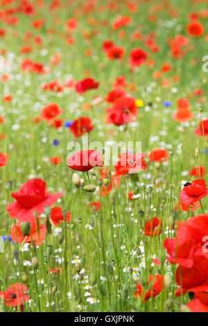 Papaver Rhoeas wachsen in eine Wildblumenwiese. Mohnblumen in einem Feld. Stockfoto