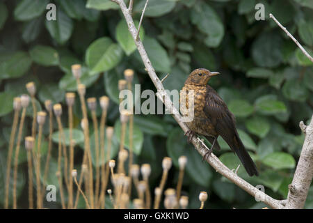 Junge weibliche Amsel thront auf einem Ast, Jersey, Kanalinseln, Stockfoto