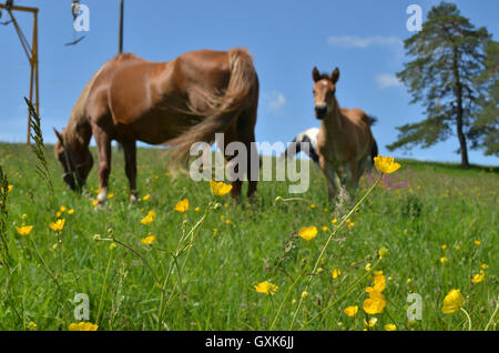 Berg mit gelben Butterblumen, grünem Rasen und unscharfen Pferde grasen im Hintergrund eingereicht Stockfoto