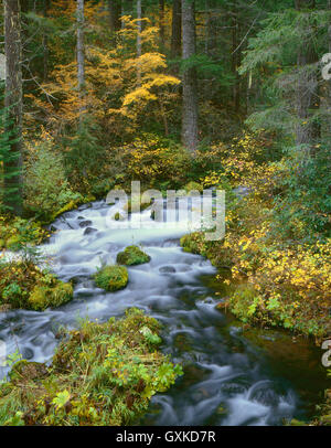USA, Oregon, Willamette National Forest, Herbstlaub und Douglasie Grenze Roaring River. Stockfoto