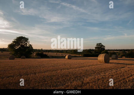 Haybales gerollt in einem Bauern Feld bei Sonnenuntergang, Essex, August Stockfoto