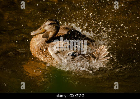 Stockente Anas Platyrhynchos weiblich Baden in kleinen Wasserlauf, Essex, August Stockfoto