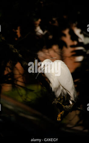 Kleiner Reiher Egretta Garzetta thront im Baum versuchen, Fische, Essex, August Stockfoto