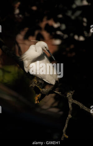 Kleiner Reiher Egretta Garzetta thront in einem Baum, Essex, August Stockfoto