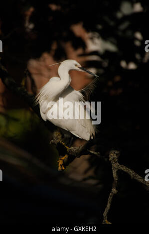 Kleiner Reiher Egretta Garzetta thront in einem Baum, Essex, August Stockfoto