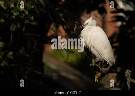 Kleiner Reiher Egretta Garzetta thront im Baum versuchen, Fische, Essex, August Stockfoto