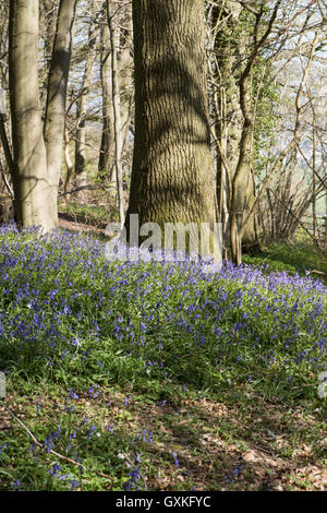 Bluebells, Hyacinthoides non-scriptum, Surrey, Großbritannien. Stockfoto