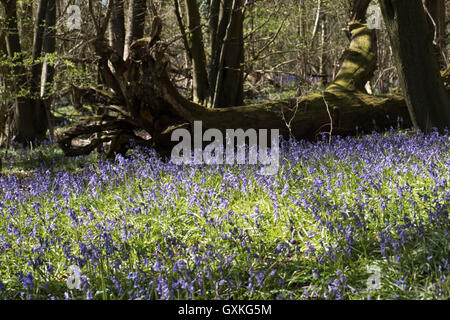 Bluebells, Hyacinthoides non-scriptum, Surrey, Großbritannien. Stockfoto