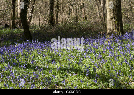 Bluebells, Hyacinthoides non-scriptum, Surrey, Großbritannien. Stockfoto