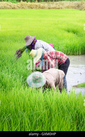 Landwirte zu verpflanzen Reis Sämlinge auf den Feldern in der Regenzeit Stockfoto