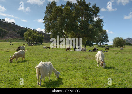 Ziegen weiden auf grüner Wiese. Stockfoto