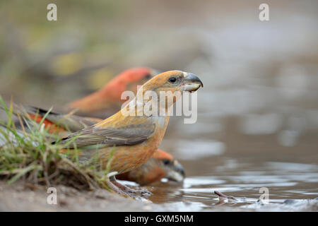 Papageienkreuzschnaebel (Loxia pytyopsittacus), schöne rote Männchen, trinken an einer natürlichen Pfütze, Tierwelt, Europa. Stockfoto