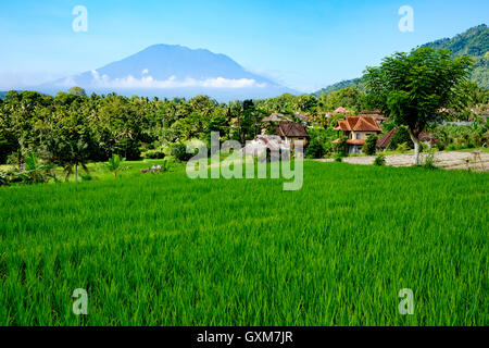 Mount Agung und Reis Felder Bali Indonesien Stockfoto