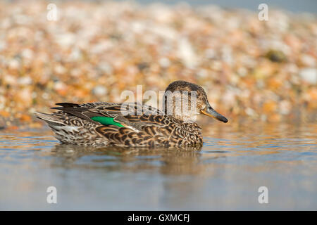 Teal / Krickente ( Anas crecca ), weibliche Ente, in schöner Zuchtkleidung, Schwimmen vor einer Muschelbank, Wildtiere, Europa. Stockfoto