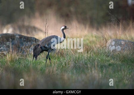 Kranich / Graukranich (Grus Grus) Erwachsenen in schönen Zucht Kleid, auf Grünland, im perfekten Lichtverhältnissen, Schweden. Stockfoto