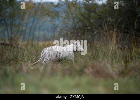 Royal Bengal Tiger / Koenigstiger (Panthera Tigris), weiße Morph, ein Spaziergang durch einen Sumpf, close to the Edge von einigen Büschen. Stockfoto