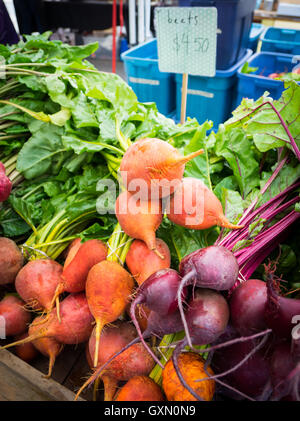 Golden Rüben und rote Beete zum Verkauf an die Stadt (104 Street Market) in Edmonton, Alberta, Kanada auf den Markt. Stockfoto