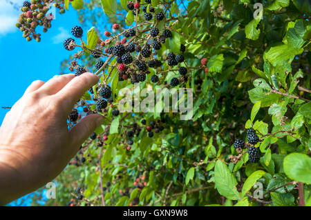 Furnished, Somerset, England, UK Wetter. 17. September 2016. Ein feiner sonniger Tag, perfekt für die Kommissionierung der gereiften wilden Brombeeren von Hecken. Bildnachweis: Richard Wayman/Alamy Live-Nachrichten Stockfoto