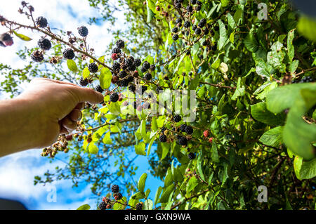 Furnished, Somerset, England, UK Wetter. 17. September 2016. Ein feiner sonniger Tag, perfekt für die Kommissionierung der gereiften wilden Brombeeren von Hecken. Bildnachweis: Richard Wayman/Alamy Live-Nachrichten Stockfoto