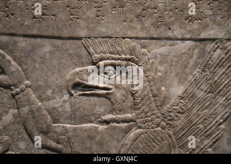 Relief. Unter der Leitung von Adler Gottes Nisroch. 9. Jahrhundert BC. Neo-assyrischen. Herrschaft von Ashurnasirpal. Nimrud (alte Kalhu). Mesopotamien. Stockfoto