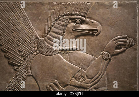 Relief. Unter der Leitung von Adler Gottes Nisroch. 9. Jahrhundert BC. Neo-assyrischen. Herrschaft von Ashurnasirpal. Nimrud (alte Kalhu). Mesopotamien. Stockfoto