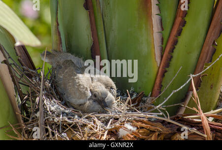 Junge Küken Eurasian collared Taube Streptopelia Decaocto im Nest, Spanien. Stockfoto