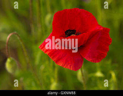 Gemeinsamen Mohn (Papaver Rhoeas) Blüte und Knospe. Stockfoto