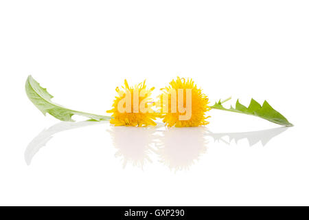 Löwenzahn Hintergrund, pflanzliche Heilmittel. Löwenzahn Blüte und Blätter isoliert auf weißem Hintergrund. Stockfoto