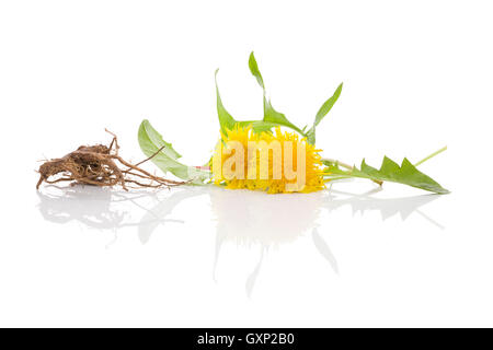 Löwenzahn Hintergrund, pflanzliche Heilmittel. Löwenzahn Blüte, Blätter und Wurzel isoliert auf weißem Hintergrund. Stockfoto