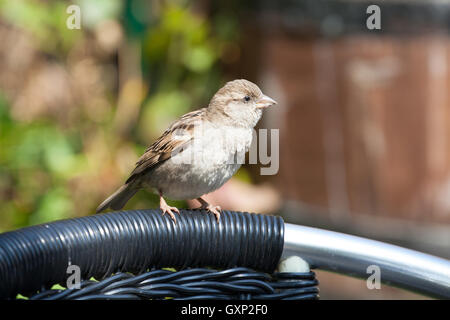 Passer domesticus-House sparrow thront auf einem gartenstuhl auf der heiligen Insel Northumberland, England Großbritannien Großbritannien Stockfoto