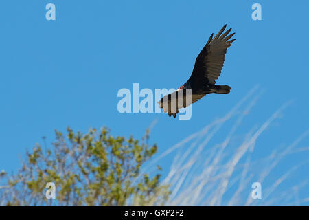 Eine Kalifornien-Kondor, (Gymnogyps Californianus), Segelflug über Angel Island, San Francisco. Stockfoto