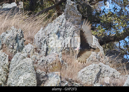 Eine Kalifornien-Kondor, (Gymnogyps Californianus), Segelflug über Angel Island, San Francisco. Stockfoto