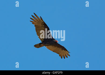 Eine Kalifornien-Kondor, (Gymnogyps Californianus), Segelflug über Angel Island, San Francisco. Stockfoto